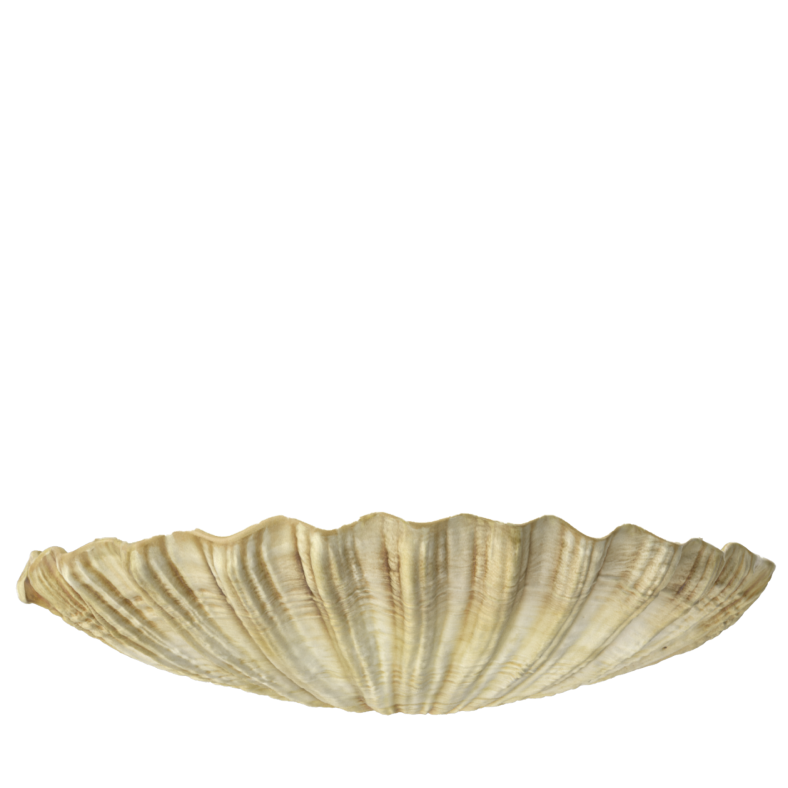 Shell